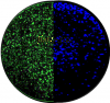 GFP/DAPI 表达的病毒感染图标